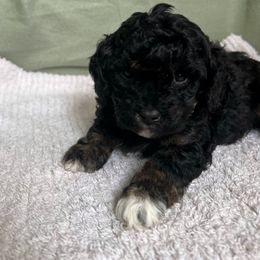 Poodle Puppies from Townsend Poodles