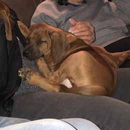 Rhodesian Ridgeback Puppies from Lionlamb Ridgebacks