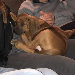 Rhodesian Ridgeback Puppies from Lionlamb Ridgebacks