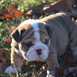 Boy3 - Fawn male Bulldog puppy in Bradleyville, Missouri from HurstBulldogs