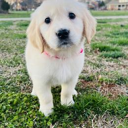 Golden Retriever Puppies from Golden Bunns Retrievers