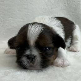 Shih Tzu Puppies from Little Miracles Shih Tzu