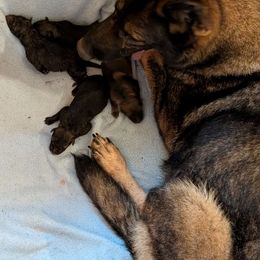 Boy 2 - Sable male German Shepherd puppy in Springtown, Texas from Odom's German Shepherds