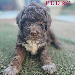 Boy 1 - Brown male Lagotto Romagnolo puppy in Salida, California from Harper's Lagotti