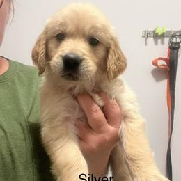 Silver female - Golden female Golden Retriever puppy in Jesup, Georgia from Painted Platinum Retrievers (Painted Platinum Kennel) PPK
