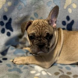 French Bulldogs from Showmo Frenchies