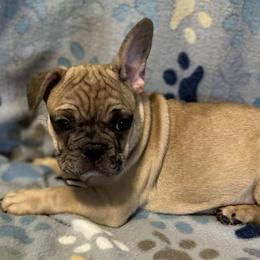 French Bulldogs from Showmo Frenchies