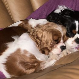 Cavalier King Charles Spaniels from Cavis at Wryah Farm