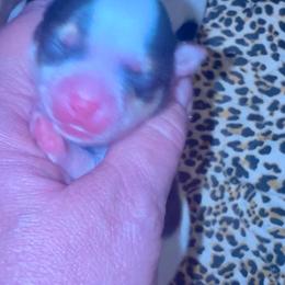 Felix - Chocolate, tan and white male Yorkshire Terrier puppy in Tangipahoa County, Louisiana from Riche’ Louisiana Yorkies
