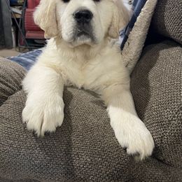 Light Green - Golden Retriever puppy in Linden, Michigan from High Society Farm
