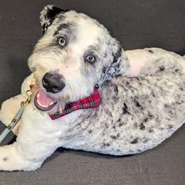 Assorted Doodle Crosses, Bernedoodles, Goldendoodles, and Poodles from Kava Kennels