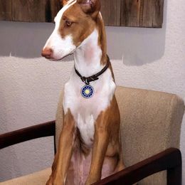 Ibizan Hounds and Manchester Terriers from Ahram Ibizan Hounds and Manchester Terriers