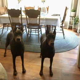 Doberman Pinscher Puppies from Marbendale’s Doberman