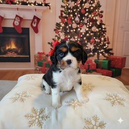 Red collar - Black and tan female Cavalier King Charles Spaniel puppy in Wahiawa, Hawaii from Versatile Ohana