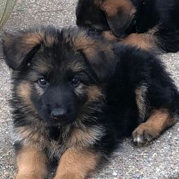 German Shepherd Puppies from Carrithers Kennels