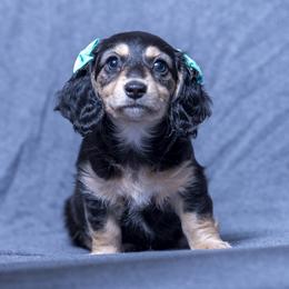 Dachshund Puppies from Creme de la Creme Dachshunds