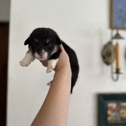 Girl 1 - Pembroke Welsh Corgi puppy in Cheshire, Oregon from Corgi Pie