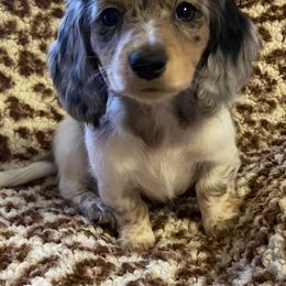 Dachshund Puppies from Haven Ridge Doxies