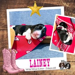 Lainey - Black white and tan female English Springer Spaniel puppy in Albany, Minnesota from Farm Fresh Labradors & English Springers