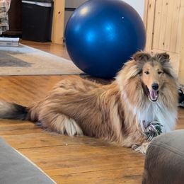 "Xilan-Zadre " Basset Hound and Collie All Grown Up from Collegiate Bassets and Rheign Collies