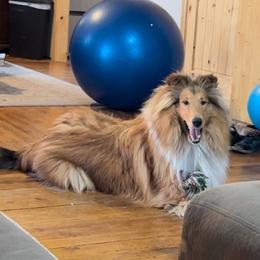 "Xilan-Zadre " Basset Hound and Collie All Grown Up from Collegiate Bassets and Rheign Collies