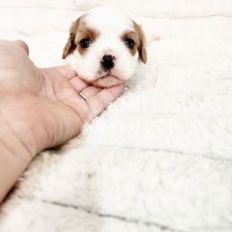 Rosemary - Blenheim female Cavalier King Charles Spaniel puppy in Wilburton, Oklahoma from My Kids Kennel