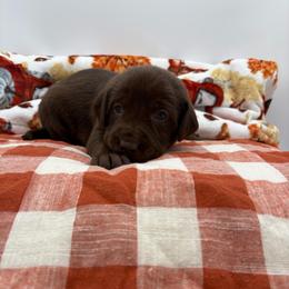 Orange - Chocolate male Labrador Retriever puppy in Heath Springs, South Carolina from Rich Hill Retrievers