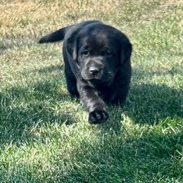 Boy 1 - Black male Labrador Retriever puppy in Spokane, Washington from Learn's Labs