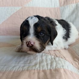 Ernestine - Liver white and tan female Springerdoodle puppy in Dundee, Ohio from Evalina Miller's Spaniels