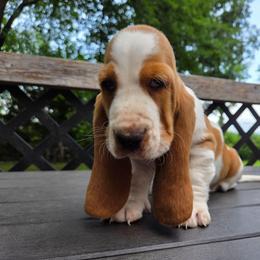 Winston - Red and white male Basset Hound puppy in Denison, Texas from Emma Lou's Baby Bassets