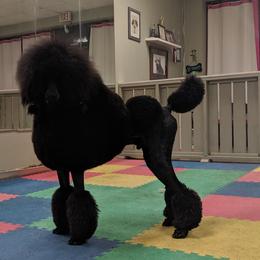 Poodle All Grown Up from Palladium Poodles