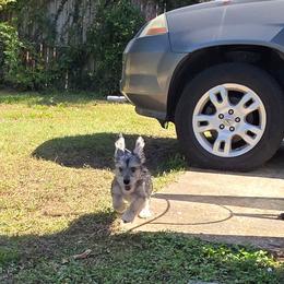 Dynamite - White and cream male Bichon Frise puppy in Jacksonville, Florida from Joanelly Marshall