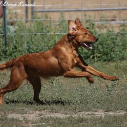Missy - Golden Retriever
