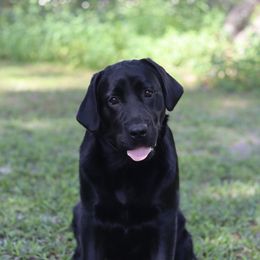 Labrador Retriever puppies from Royal K Labradors