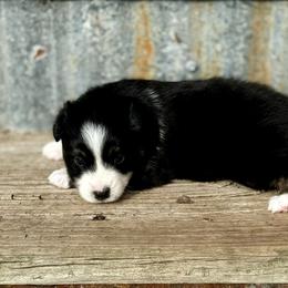 Miniature Australian Shepherd and Toy Australian Shepherd Puppies from Rockin J Lil Aussies