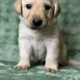 Yellow boy 1 - Yellow male Labrador Retriever puppy in Houston, Texas from CMJ Kennels