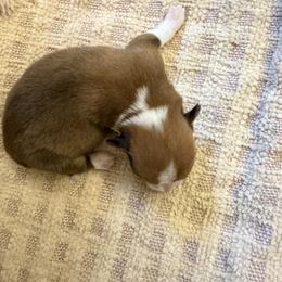 Lucy - White and red female Pembroke Welsh Corgi puppy in Hinton, Oklahoma from Corgi Farms