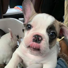 French Bulldogs from Best Freedom Frenchie