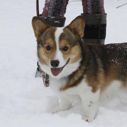Poodle - Pembroke Welsh Corgi