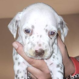 Girl 2 - Dalmatian puppy in Westfield, Massachusetts from Adopt A Spot New England