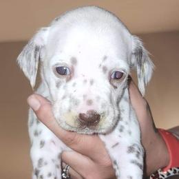 Girl 2 - Dalmatian puppy in Westfield, Massachusetts from Adopt A Spot New England