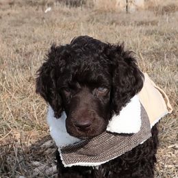 Poodles from Cherry Creek Standards