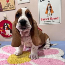 Hank - Mahogany and white male Basset Hound puppy in Pilot Mtn, North Carolina from Lowdown Love Basset Hounds