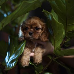 Cavalier King Charles Spaniel Puppies from Tsarevich Goldens and Cavaliers