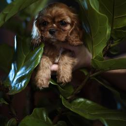 Cavalier King Charles Spaniel Puppies from Tsarevich Goldens and Cavaliers