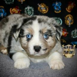 Countdown - Blue merle male Australian Shepherd puppy in El Dorado Springs, Missouri from HP Aussie Kennels