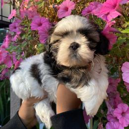 Snickers - Tricolor male Shih Tzu puppy in Fresno, California from Jas’ ClassnSass