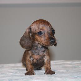 Dough - Brindle male Dachshund puppy in Okeechobee, Florida from Far Far Away Dachshunds