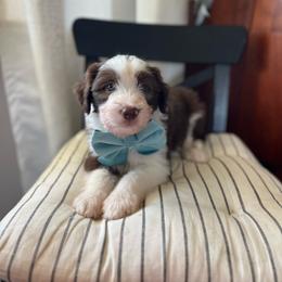 Macaroni - White and red male Bordoodle puppy in Valley Center, California from Circle R Valley Bordoodls