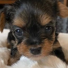 Morkies from Linda Sherman